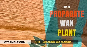 Easy Steps to Propagate Your Wax Plant Successfully