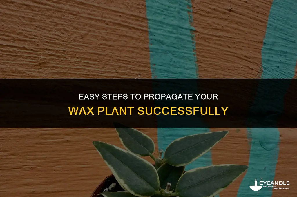 how to propagate wax plant