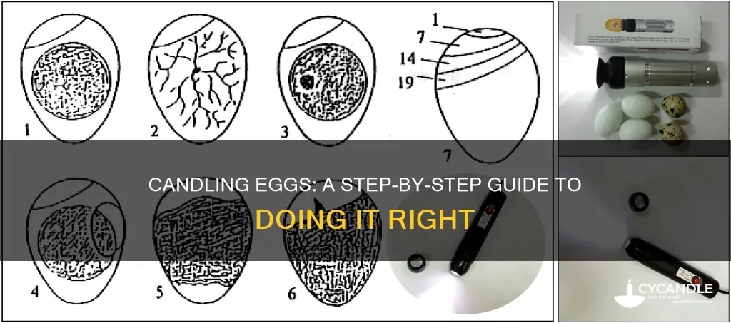 how to properly candle an egg
