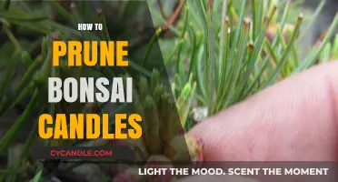 Pruning Bonsai Candles: A Step-by-Step Guide to Success