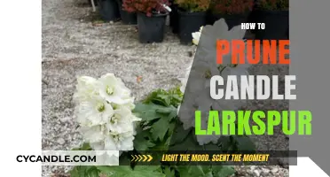 Pruning Candle Larkspur: Tips for Healthy Growth