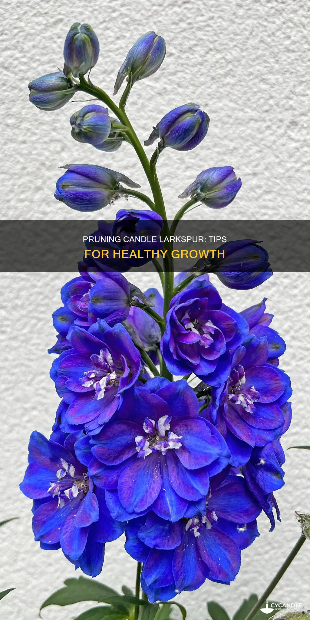 how to prune candle larkspur