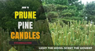 Pruning Pine Candles: A Step-by-Step Guide to Success