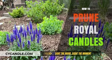 Pruning Royal Candles: Tips for Healthy Growth