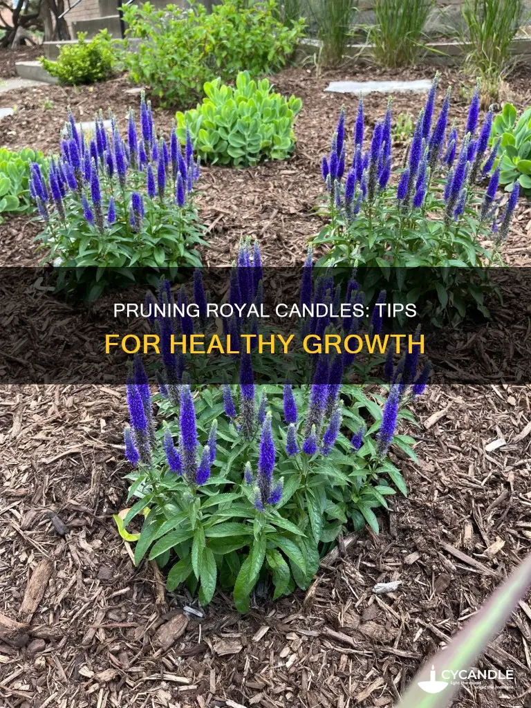 how to prune royal candles