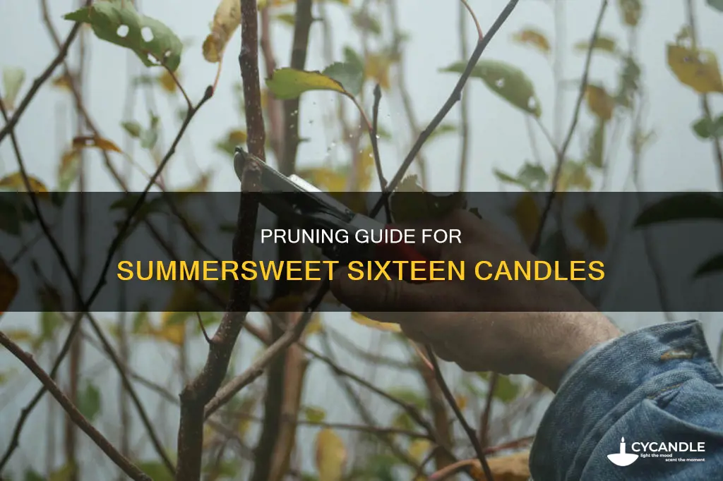 how to prune summersweet sixteen candles