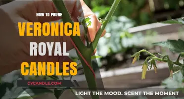 Pruning Veronica Royal Candles: Tips for a Healthy Bloom