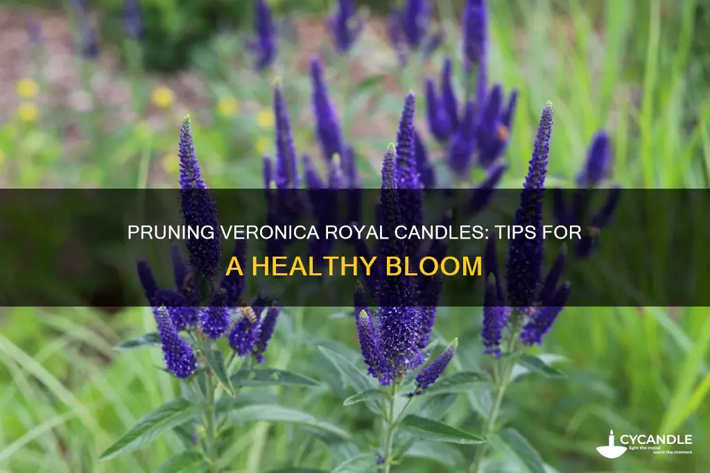how to prune veronica royal candles