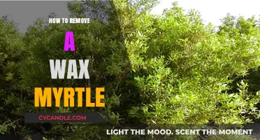 Effective Techniques for Removing Wax Myrtle from Your Garden