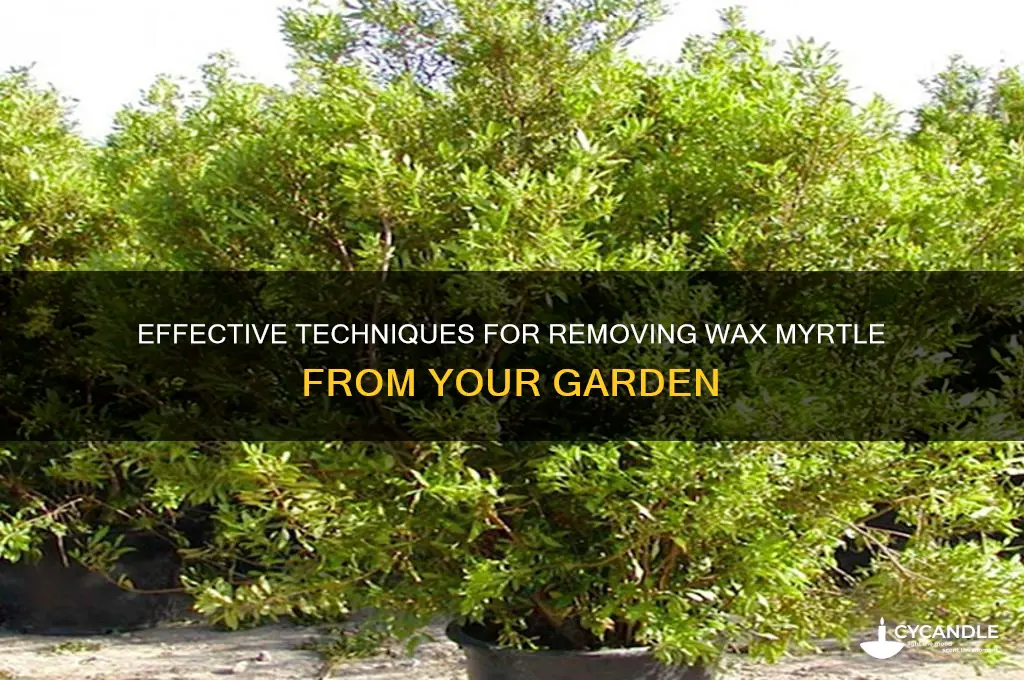 how to remove a wax myrtle