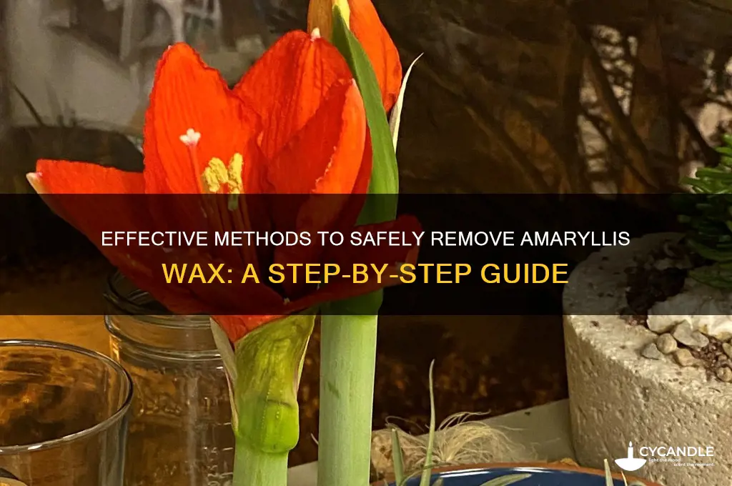 how to remove amaryllis wax