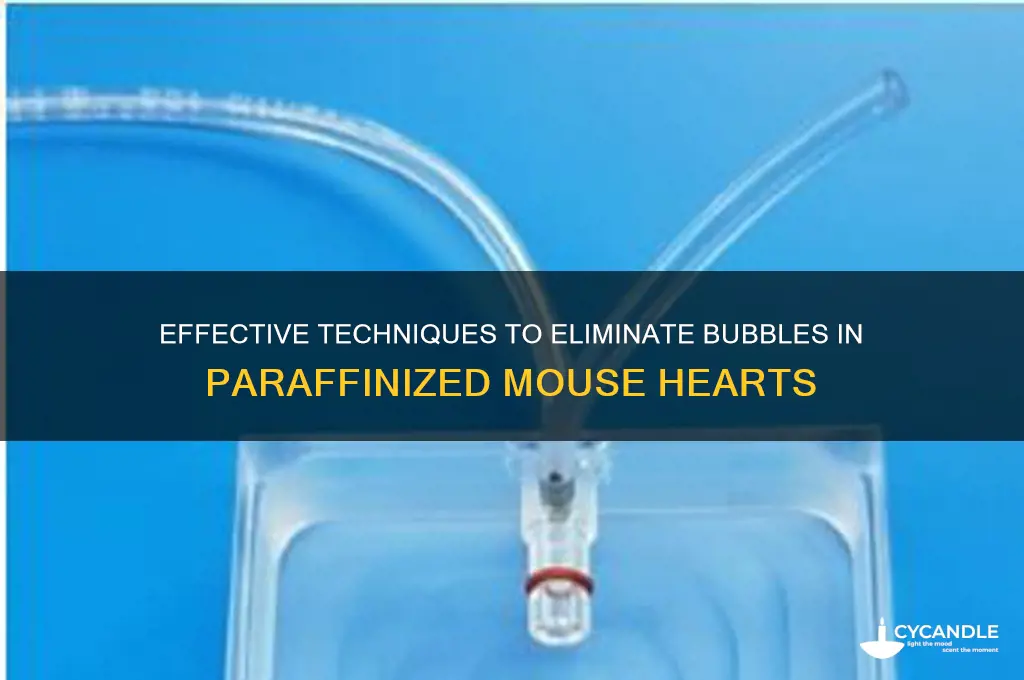 how to remove bubble in mice heart during paraffinized it