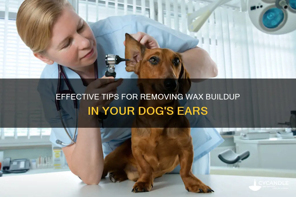 how to remove wax build up in dogs ears