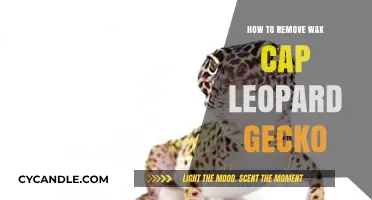 Removing Wax Caps in Leopard Geckos: A Step-by-Step Care Guide