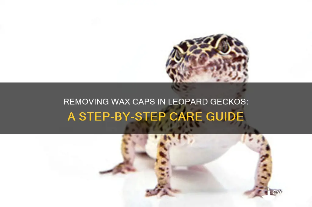 how to remove wax cap leopard gecko