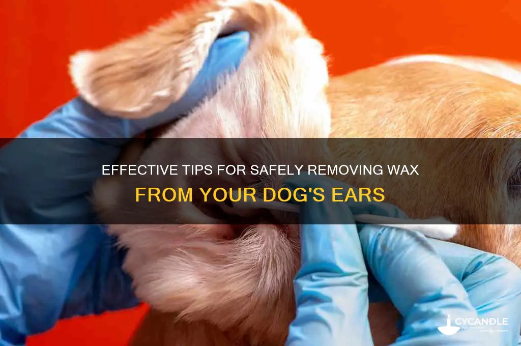 how to remove wax from a dog