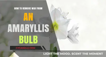 Effective Methods to Safely Remove Wax from Your Amaryllis Bulb