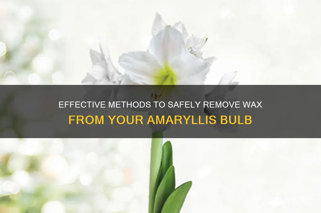 how to remove wax from an amaryllis bulb