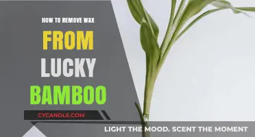 Effective Ways to Safely Remove Wax from Lucky Bamboo Plants