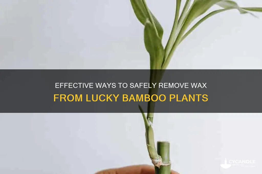 how to remove wax from lucky bamboo