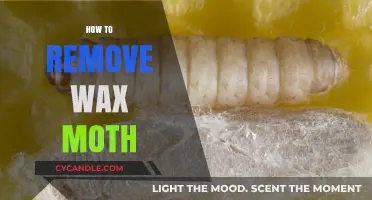 Effective Ways to Eliminate Wax Moths and Protect Your Beehives