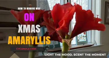 Effective Tips for Removing Wax from Your Christmas Amaryllis