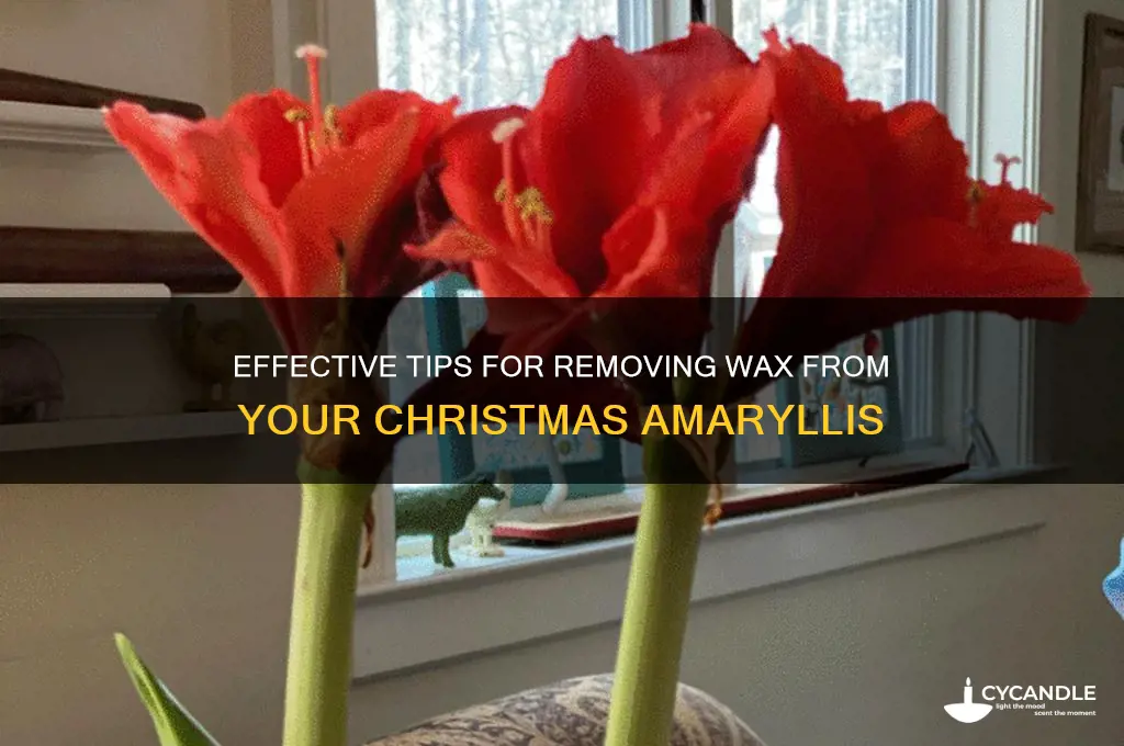 how to remove wax on xmas amaryllis
