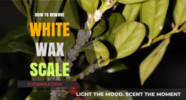 Effective Methods to Eliminate White Wax Scale from Plants