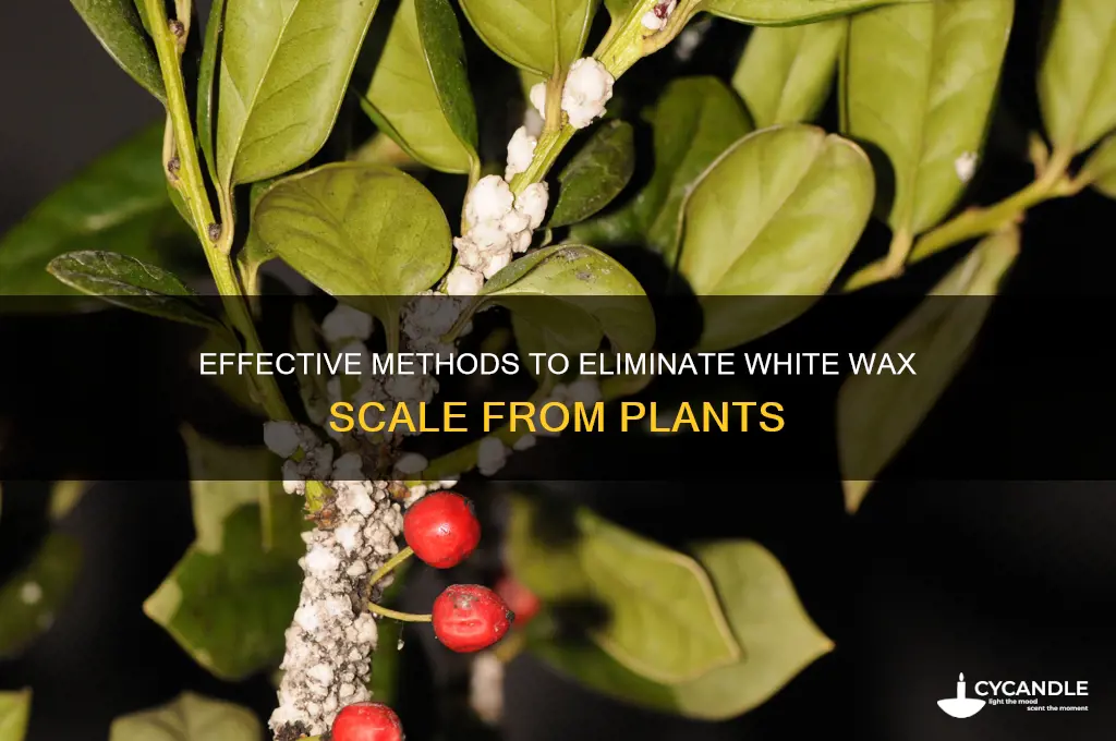 how to remove white wax scale