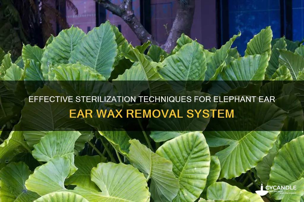 how to sterilize elephant ear ear wax removal system