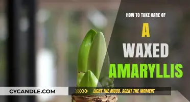 Nurturing Your Waxed Amaryllis: A Comprehensive Care Guide