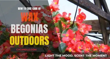 Nurturing Wax Begonias: A Guide to Outdoor Care