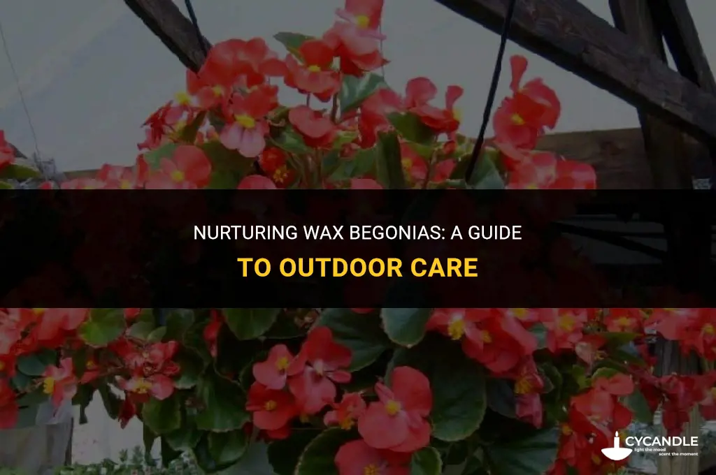 how to take care of wax begonias outdoors