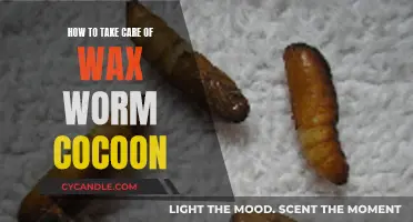 Nurturing Nature's Transformation: A Guide to Wax Worm Cocoon Care
