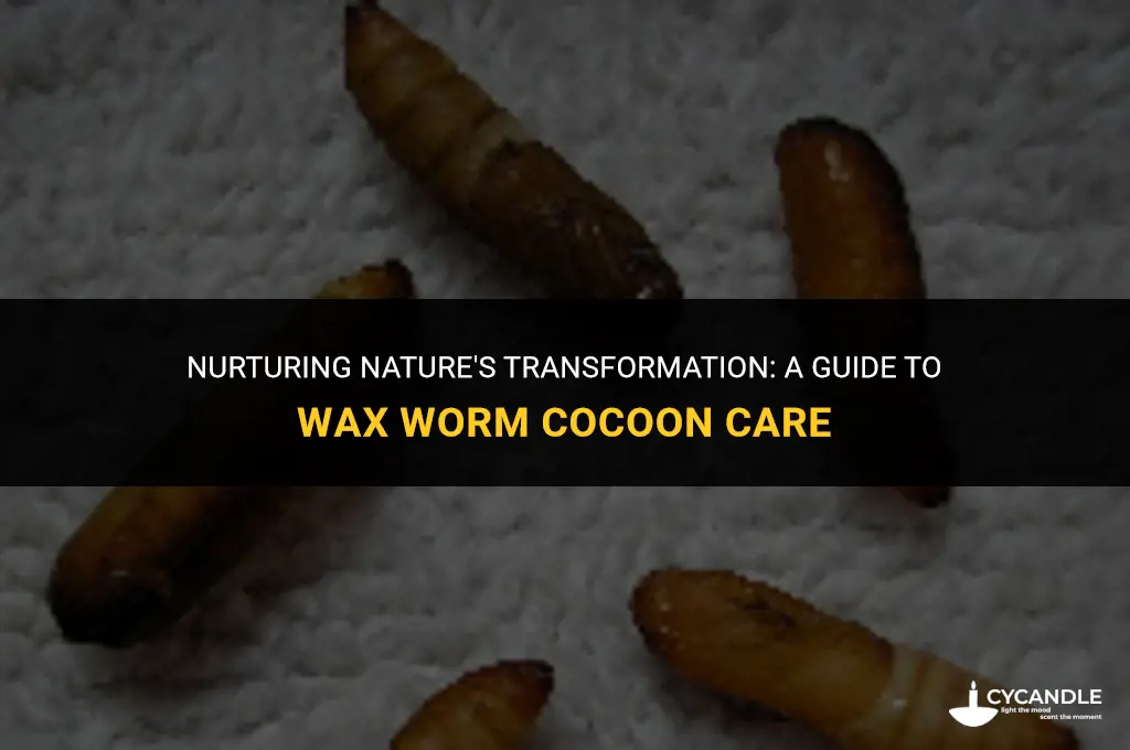 how to take care of wax worm cocoon