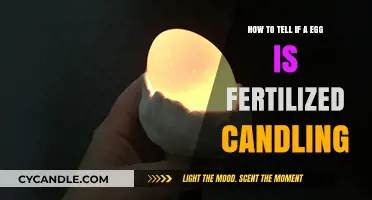 Candling Eggs: How to Know if They're Fertilized