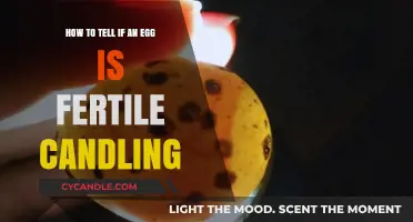 Candling Eggs: Spotting Fertility Signs