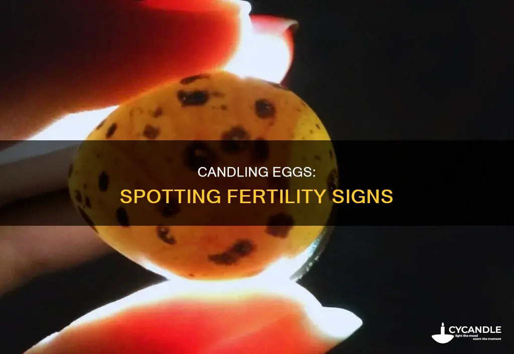 how to tell if an egg is fertile candling