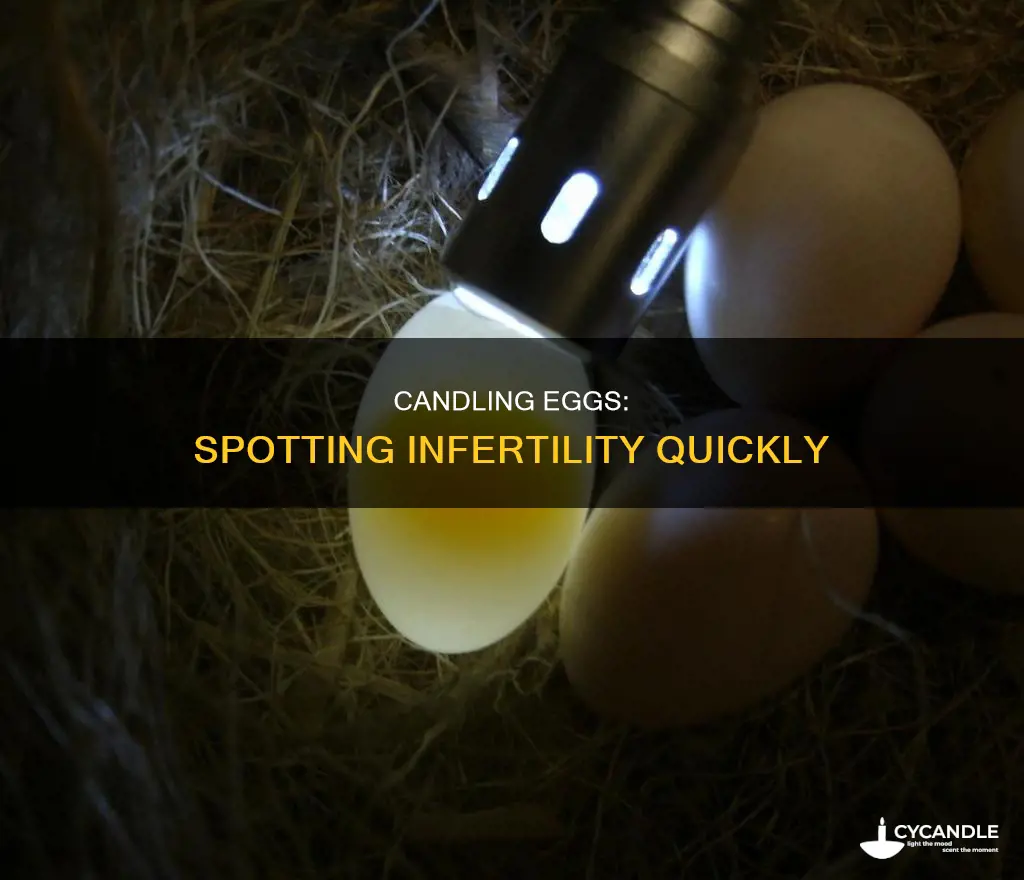 how to tell if an egg is infertile by candling
