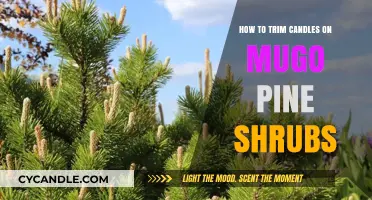 Trimming Candles on Mugo Pines: A Step-by-Step Guide