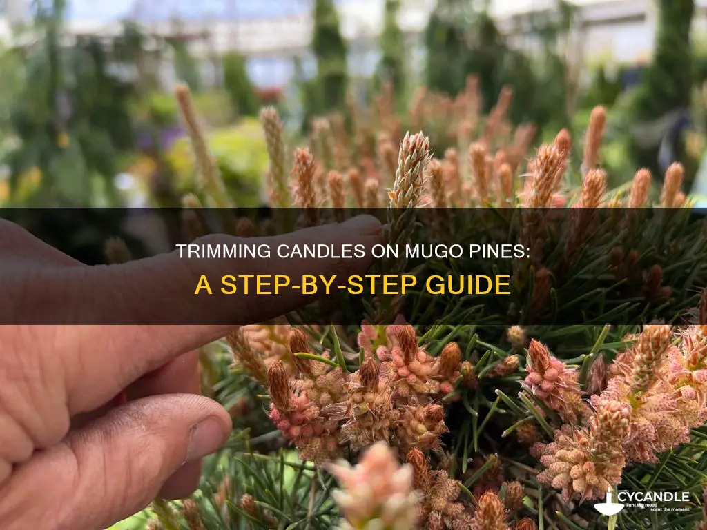 how to trim candles on mugo pine shrubs