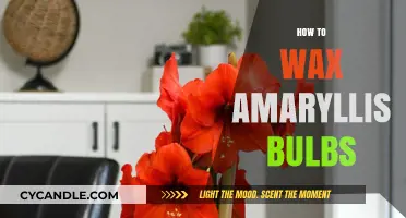 Reviving Beauty: The Complete Guide to Waxing Amaryllis Bulbs