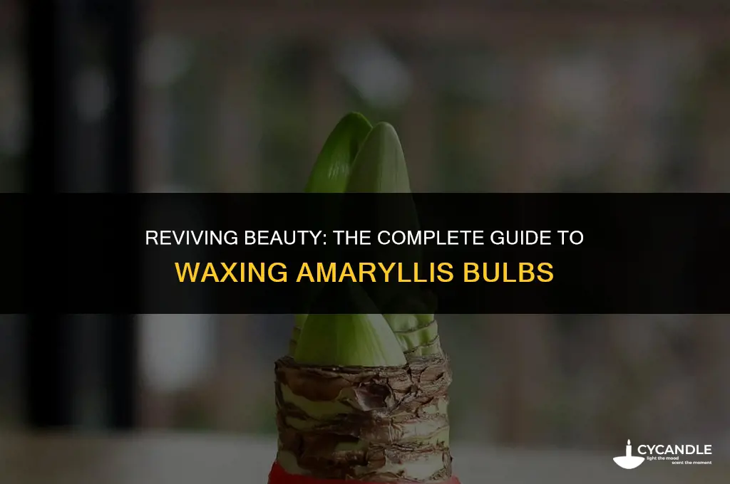 how to wax amaryllis bulbs
