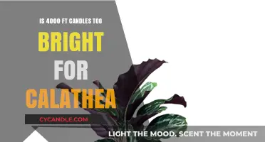 Bright Light or No: Calathea's Lighting Needs Explained