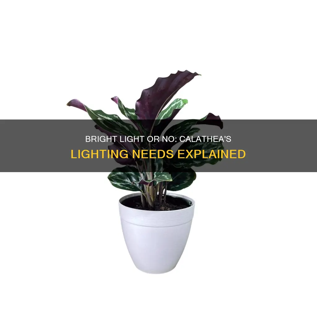 is 4000 ft candles too bright for calathea