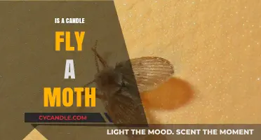 The Candle Fly Myth: Moths' Misunderstood Attraction