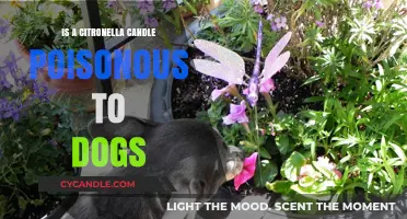 Candle Toxins: Are Citronella Candles Poisonous to Dogs?