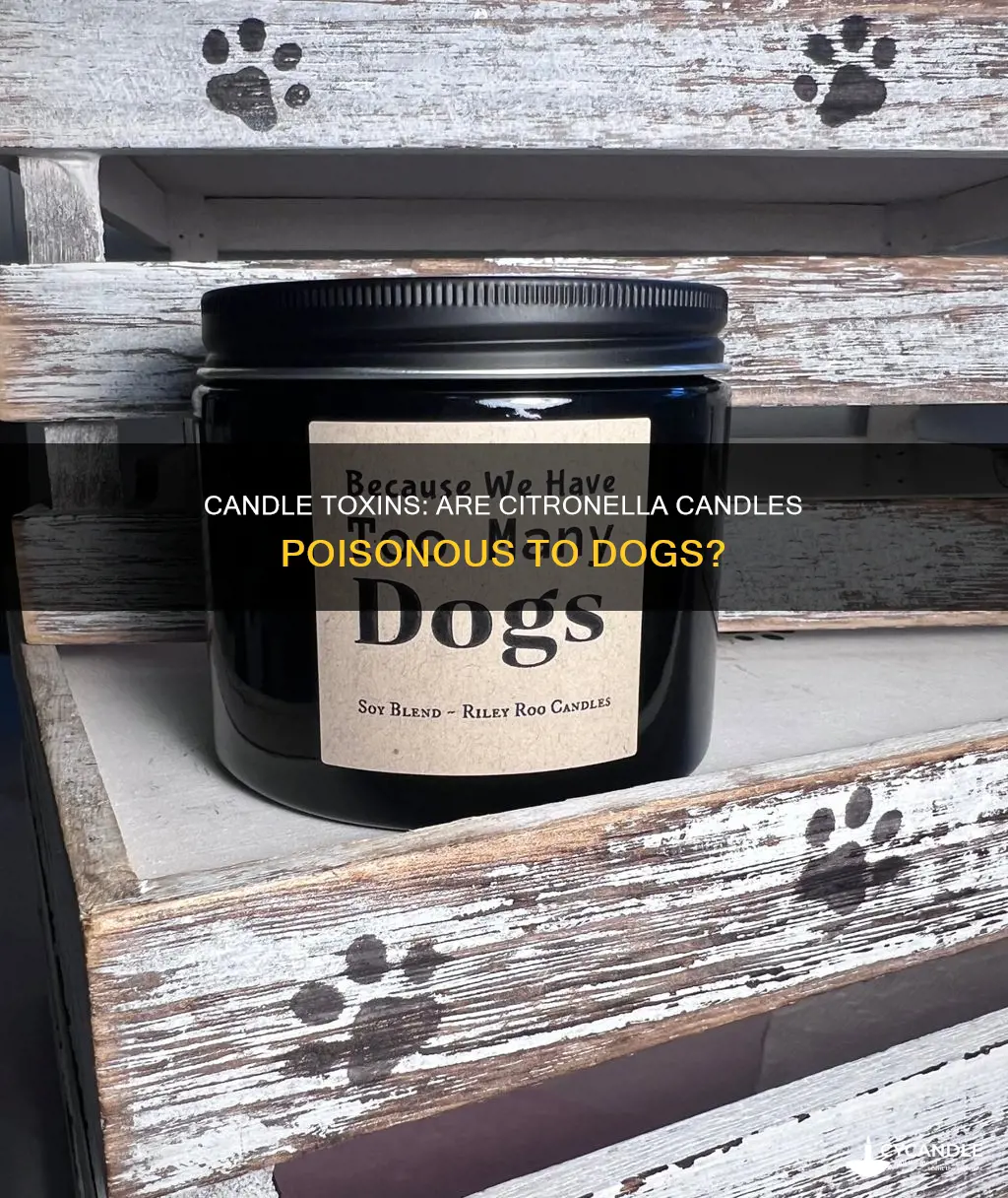 is a citronella candle poisonous to dogs