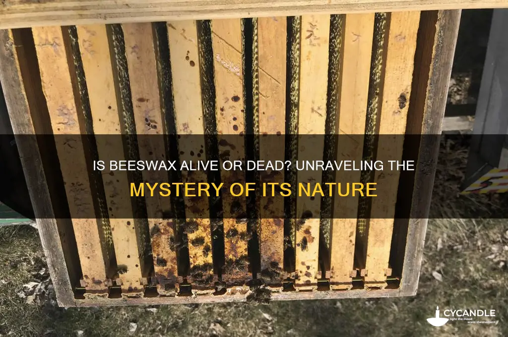 is beeswax dead or alive