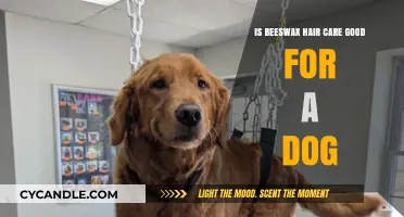 Beeswax Hair Care for Dogs: Benefits, Risks, and Safe Usage Tips
